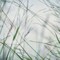 Bluff Grass II Poster Print by Dianne Poinski - Item # VARPDXQPDSQ066B